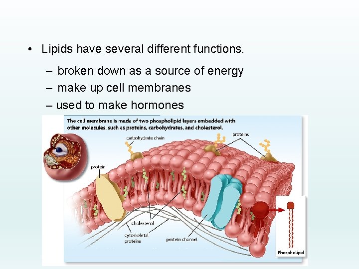  • Lipids have several different functions. – broken down as a source of