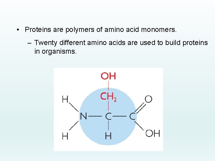  • Proteins are polymers of amino acid monomers. – Twenty different amino acids
