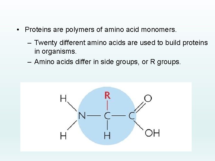  • Proteins are polymers of amino acid monomers. – Twenty different amino acids