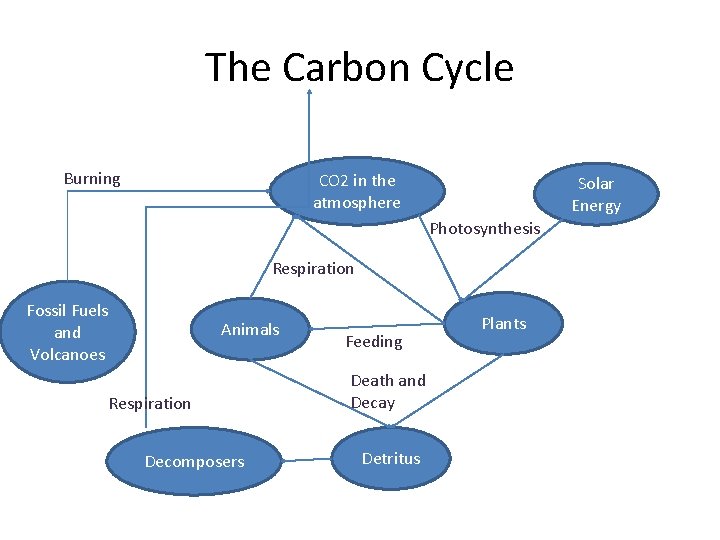 The Carbon Cycle Burning CO 2 in the atmosphere Solar Energy Photosynthesis Respiration Fossil