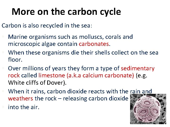 More on the carbon cycle Carbon is also recycled in the sea: § Marine