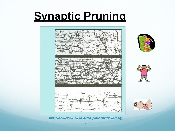 Brain Development Synaptic Pruning 14 Year Old Brain 6 Year Old Brain Newborn Brain
