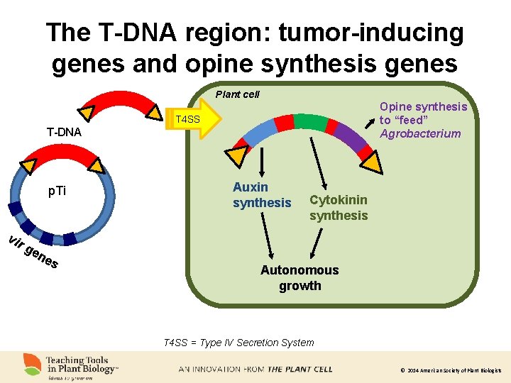 The T-DNA region: tumor-inducing genes and opine synthesis genes Plant cell Opine synthesis to