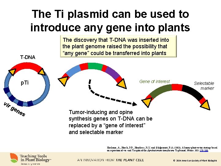 The Ti plasmid can be used to introduce any gene into plants T-DNA p.