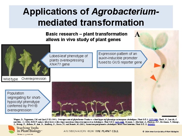 Applications of Agrobacteriummediated transformation Basic research – plant transformation allows in vivo study of