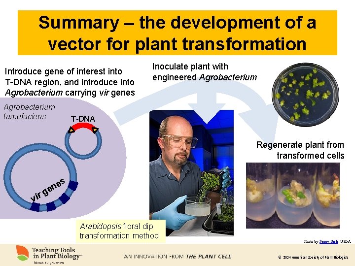 Summary – the development of a vector for plant transformation Introduce gene of interest