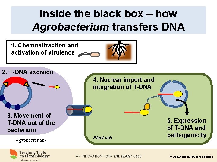 Inside the black box – how Agrobacterium transfers DNA 1. Chemoattraction and activation of