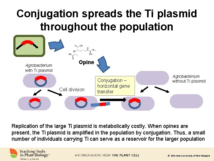 Conjugation spreads the Ti plasmid throughout the population Agrobacterium with Ti plasmid Opine Cell