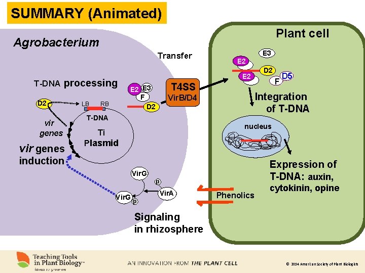 SUMMARY (Animated). Plant cell Agrobacterium Transfer T-DNA processing D 2 vir genes LB RB