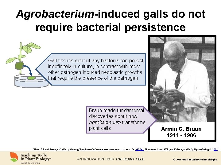 Agrobacterium-induced galls do not require bacterial persistence Gall tissues without any bacteria can persist