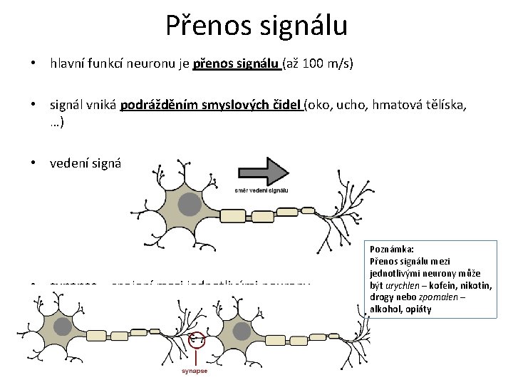 Přenos signálu • hlavní funkcí neuronu je přenos signálu (až 100 m/s) • signál