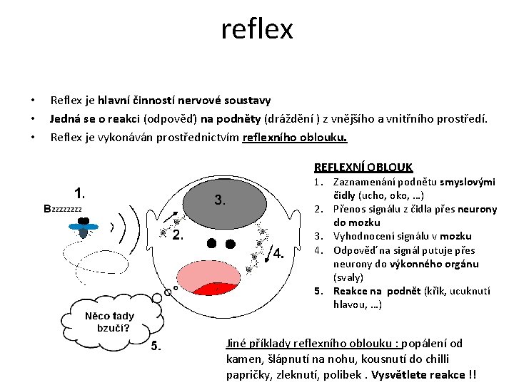 reflex • • • Reflex je hlavní činností nervové soustavy Jedná se o reakci