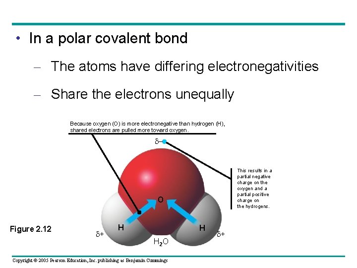  • In a polar covalent bond – The atoms have differing electronegativities –