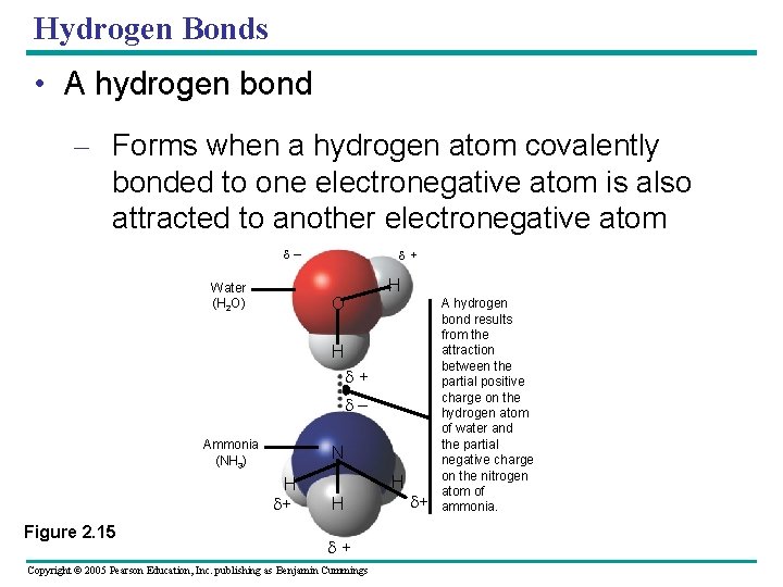 Hydrogen Bonds • A hydrogen bond – Forms when a hydrogen atom covalently bonded