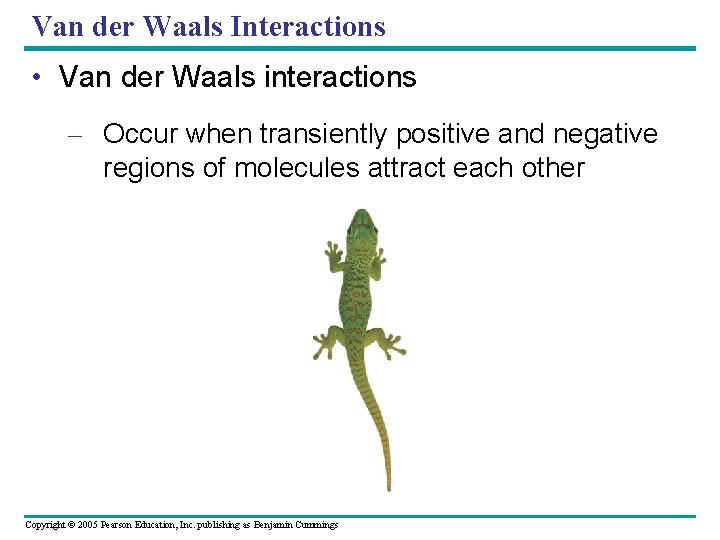 Van der Waals Interactions • Van der Waals interactions – Occur when transiently positive