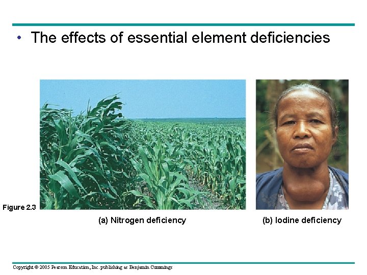  • The effects of essential element deficiencies Figure 2. 3 (a) Nitrogen deficiency