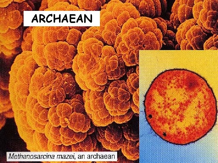 ARCHAEAN 20 