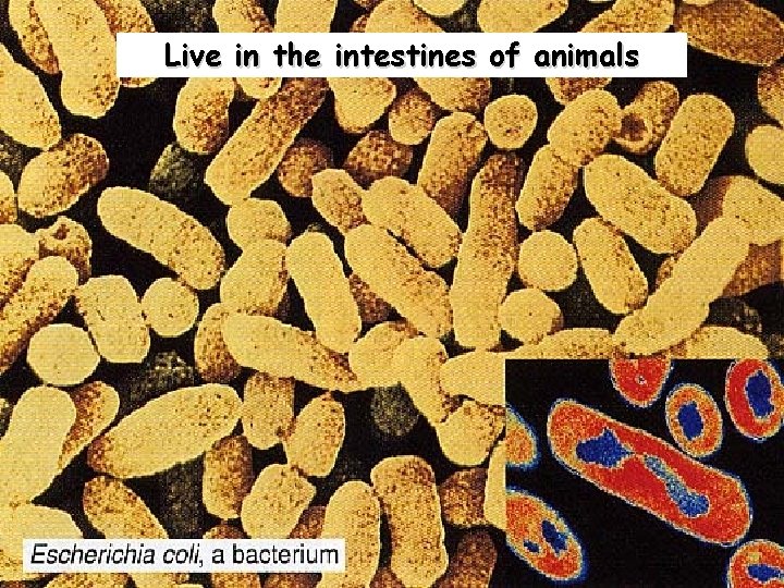 Live in the intestines of animals 22 