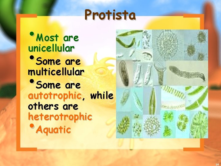 Protista • Most are unicellular • Some are multicellular • Some are autotrophic, while