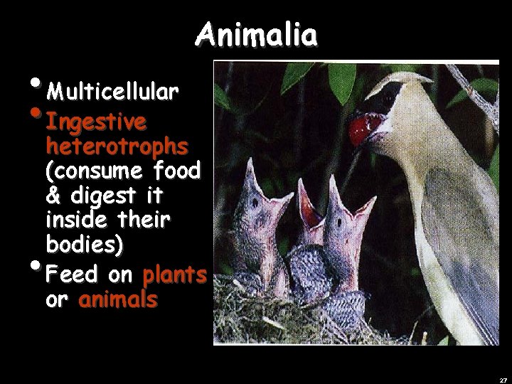  • Multicellular • Ingestive heterotrophs Animalia heterotrophs (consume food & digest it inside