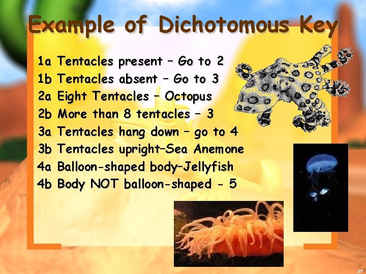 Example of Dichotomous Key 1 a 1 b 2 a 2 b 3 a