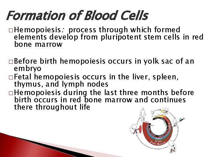 Formation of Blood Cells � Hemopoiesis: process through which formed elements develop from pluripotent
