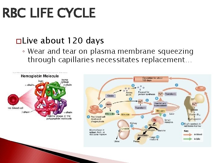 RBC LIFE CYCLE � Live about 120 days ◦ Wear and tear on plasma
