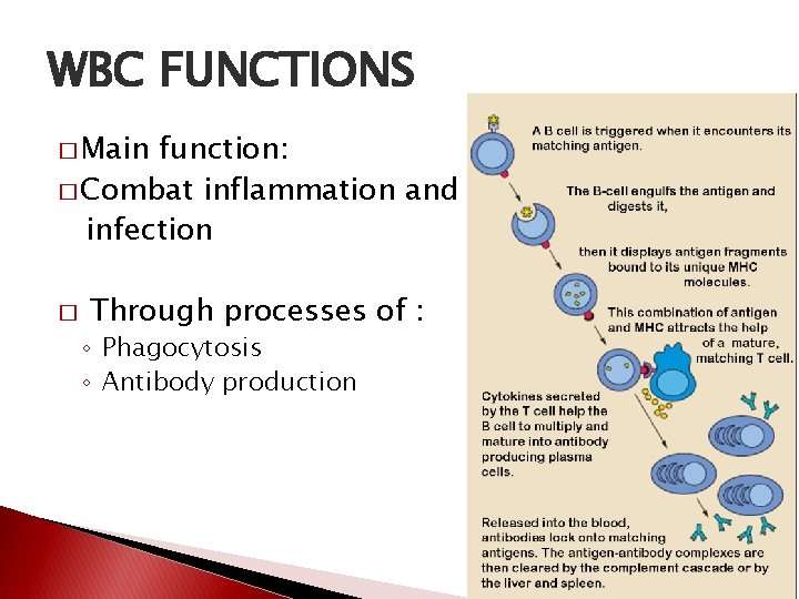 WBC FUNCTIONS � Main function: � Combat inflammation and infection � Through processes of