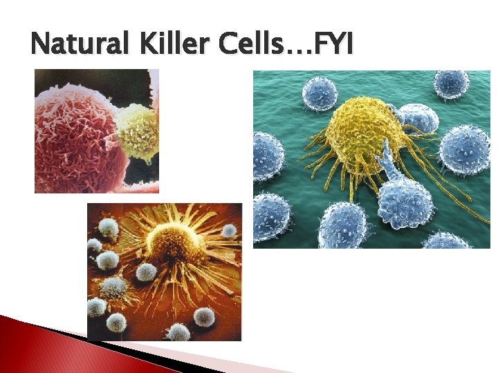 Natural Killer Cells…FYI 