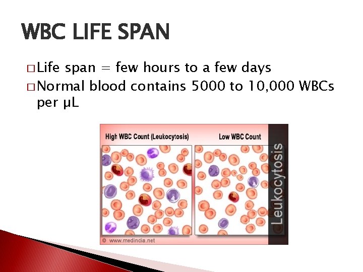 WBC LIFE SPAN � Life span = few hours to a few days �