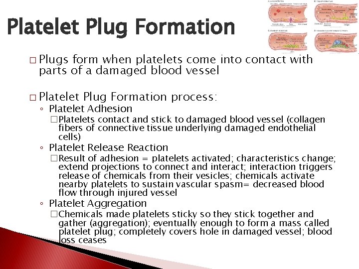 Platelet Plug Formation � Plugs form when platelets come into contact with parts of