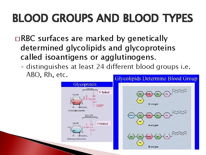 BLOOD GROUPS AND BLOOD TYPES � RBC surfaces are marked by genetically determined glycolipids