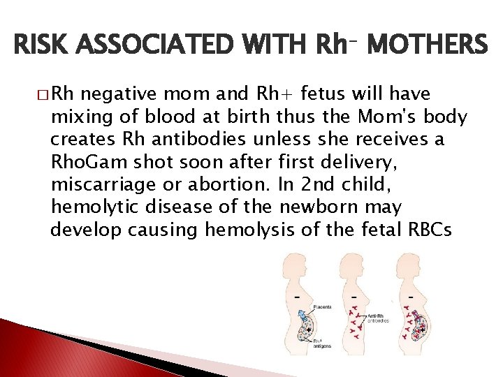 RISK ASSOCIATED WITH Rh- MOTHERS � Rh negative mom and Rh+ fetus will have