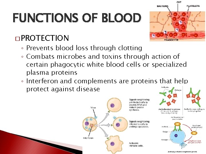 FUNCTIONS OF BLOOD � PROTECTION ◦ Prevents blood loss through clotting ◦ Combats microbes