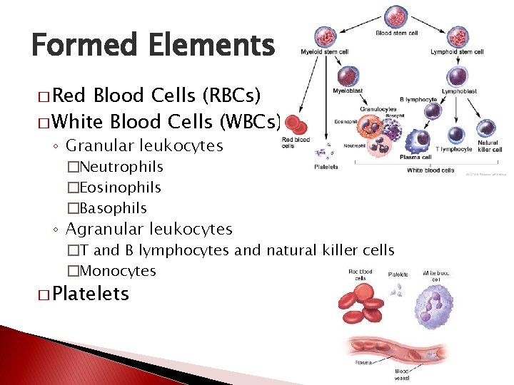 Formed Elements � Red Blood Cells (RBCs) � White Blood Cells (WBCs) ◦ Granular