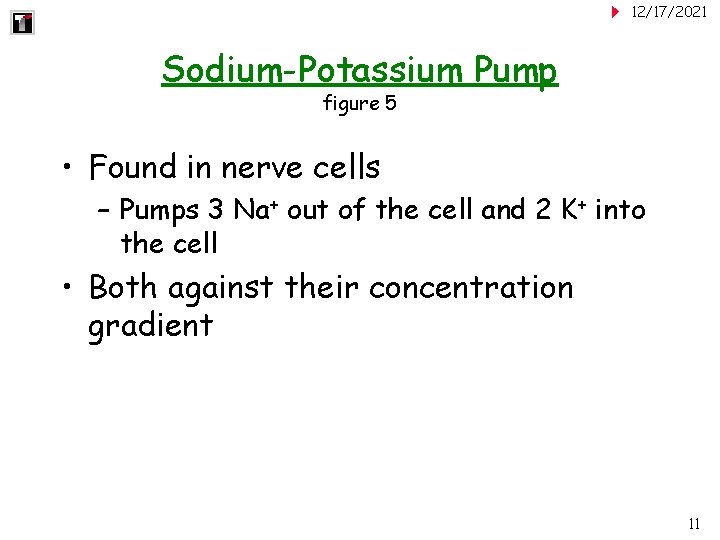 12/17/2021 Sodium-Potassium Pump figure 5 • Found in nerve cells – Pumps 3 Na+