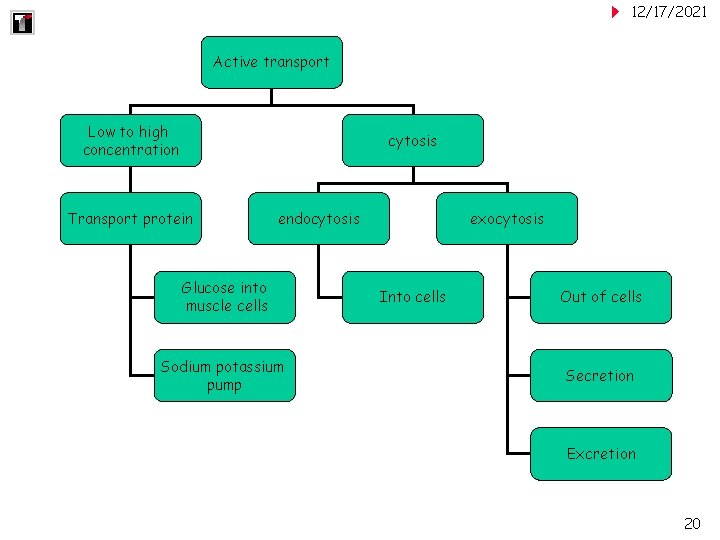 12/17/2021 Active transport Low to high concentration cytosis Transport protein endocytosis Glucose into muscle