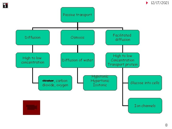 12/17/2021 Passive transport Osmosis Facilitated diffusion Diffusion of water High to low Concentration Transport