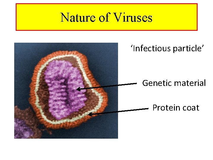 Nature of Viruses ‘Infectious particle’ Genetic material Protein coat 