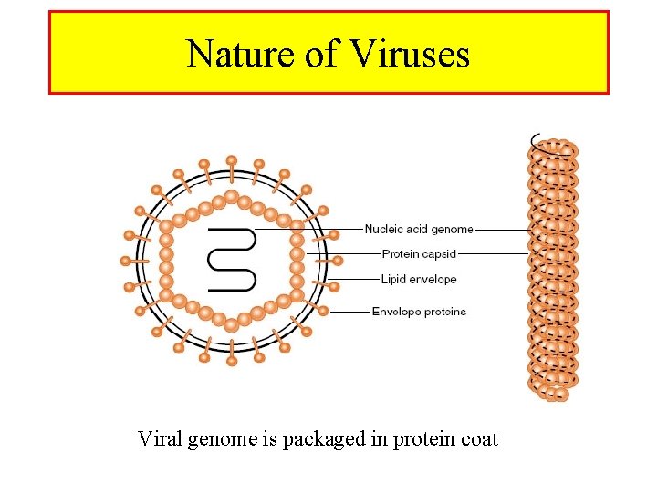 Nature of Viruses Viral genome is packaged in protein coat 