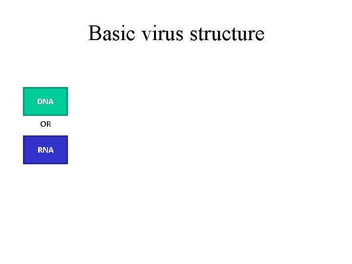 Basic virus structure DNA OR RNA 