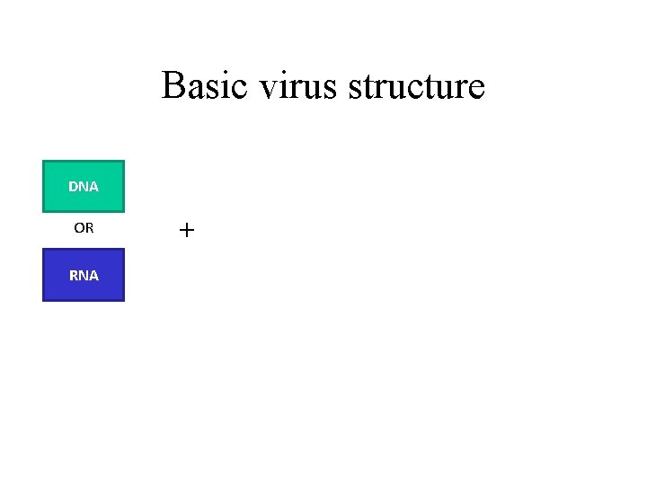 Basic virus structure DNA OR RNA + 