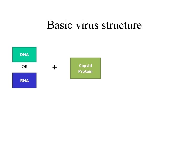 Basic virus structure DNA OR RNA + Capsid Protein 