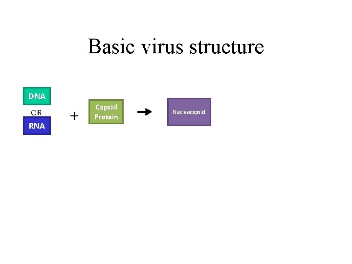 Basic virus structure DNA OR RNA + Capsid Protein Nucleocapsid 