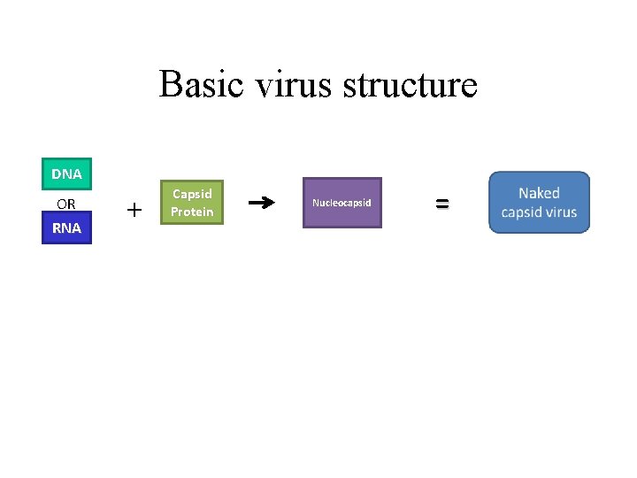 Basic virus structure DNA OR RNA + Capsid Protein Nucleocapsid = 