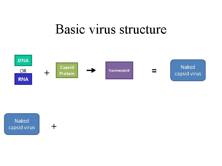 Basic virus structure DNA OR RNA Capsid Protein + + Nucleocapsid = 