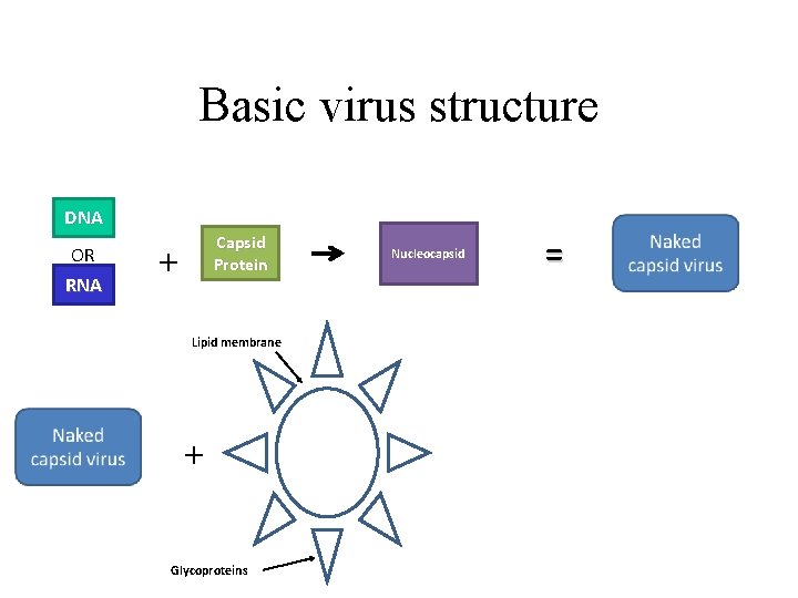 Basic virus structure DNA OR RNA Capsid Protein + Lipid membrane + Glycoproteins Nucleocapsid