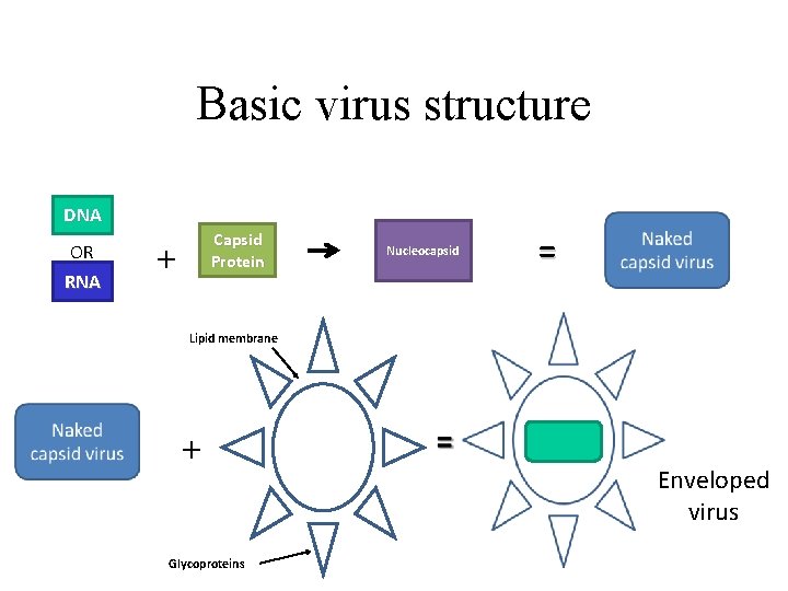 Basic virus structure DNA OR RNA Capsid Protein + Nucleocapsid = Lipid membrane +
