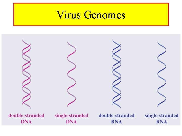 Virus Genomes 