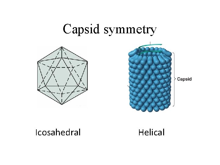 Capsid symmetry Icosahedral Helical 